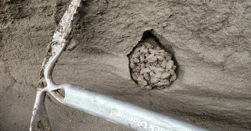 Ancient Squirrel Poop Reveals Mammoth and Saber-Toothed Cat Diet Secrets