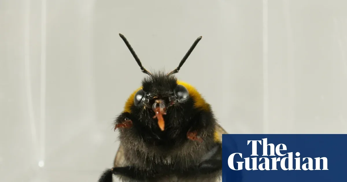 Bees Show 'Liking' and 'Disliking' Behaviors, Slow-Motion Video Reveals
