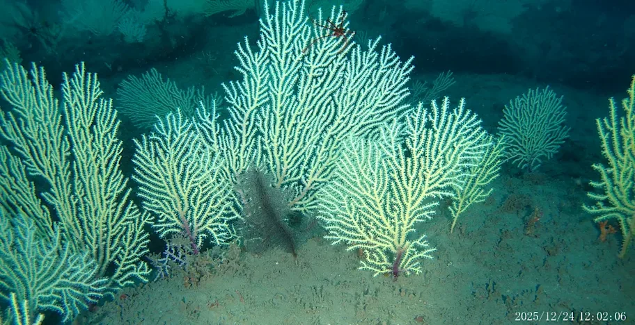 Benin Coral Reef Rediscovered: Once Lost, Now Thriving Marine Ecosystem