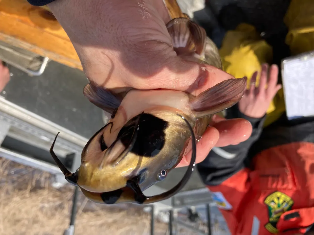 Contagious Cancer Found in Fish is Fourth Transmissible Type Known