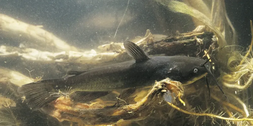 First Contagious Freshwater Cancer Found in Vermont Catfish