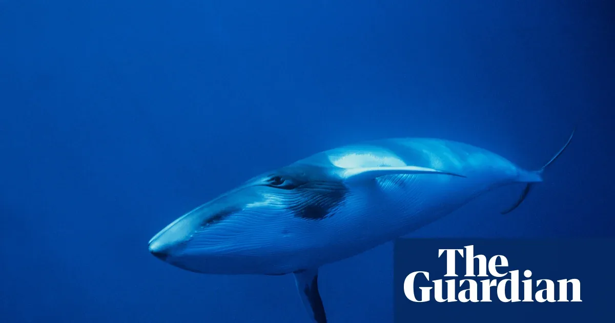 Deepest Whale Graveyard Found in Indian Ocean
