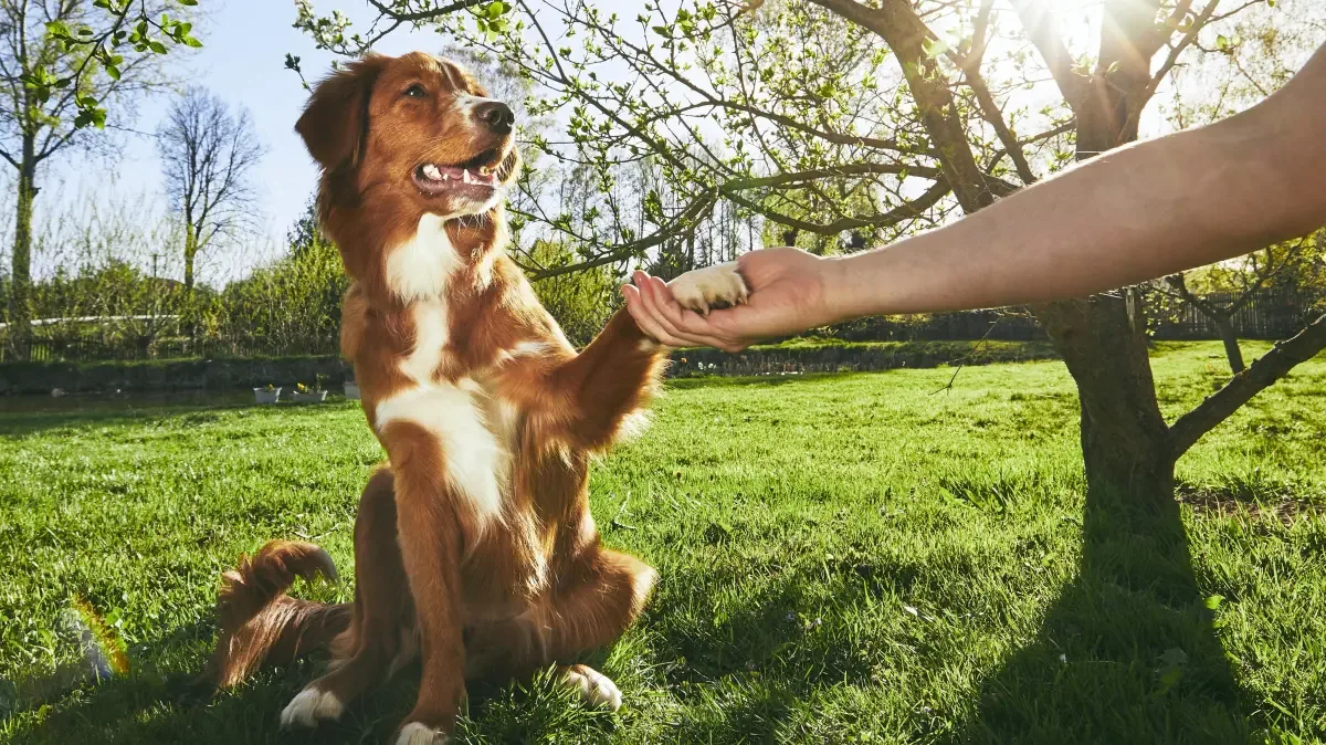 Dogs Show Paw Preference: Male Canines Mirror Human Left-Handedness