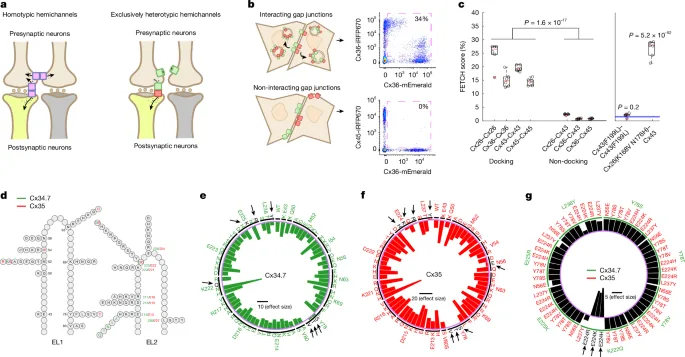 Engineered Electrical Synapse for Long-Term Brain Circuit Editing