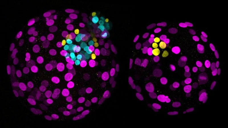 Gene Editing Advances Hint at Future of Designer Babies, Scientists Caution