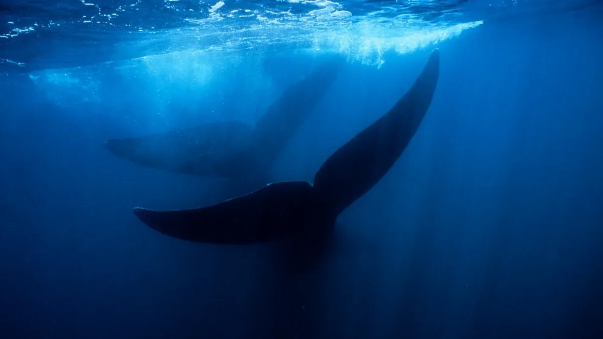 Deep Ocean Reveals Vast 'Whale Graveyard' with 5.3 Million-Year-Old Fossils