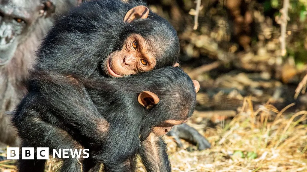 Great Apes Use Touch to Ease Tension Before Stress, Study Finds