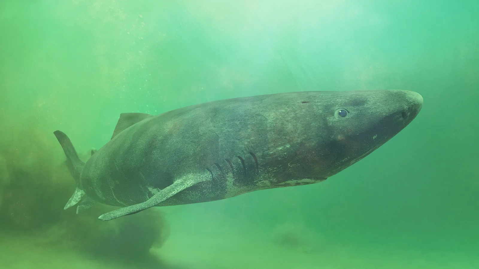 Greenland Shark Genome Reveals Secrets to Extreme Longevity