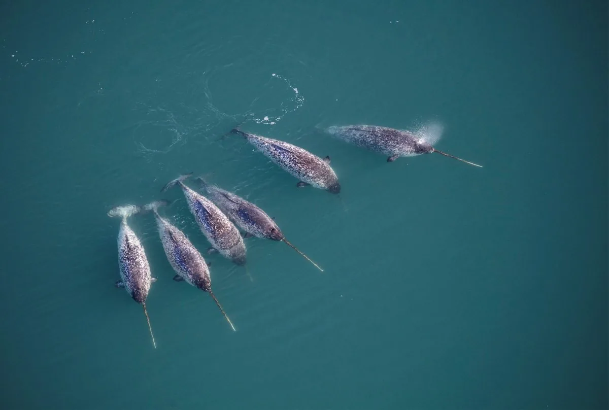 Narwhal Tusk Shape Mystery Solved by Scientists Using X-rays