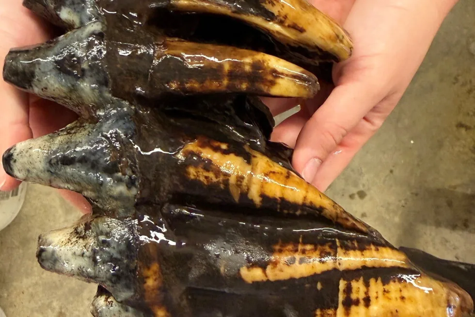 Pacific Mastodon Tooth Unearthed in San Francisco Bay Area Creek
