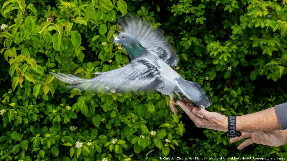 Pigeon Navigation: Magnetic Sense Found in Livers, Study Reveals