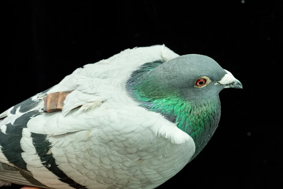Pigeon Navigation: Study Suggests Liver Cells Guide Flight