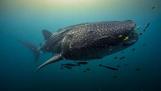 Rare Baby Whale Shark Sighting Offers Clues to Where Giants Are Born