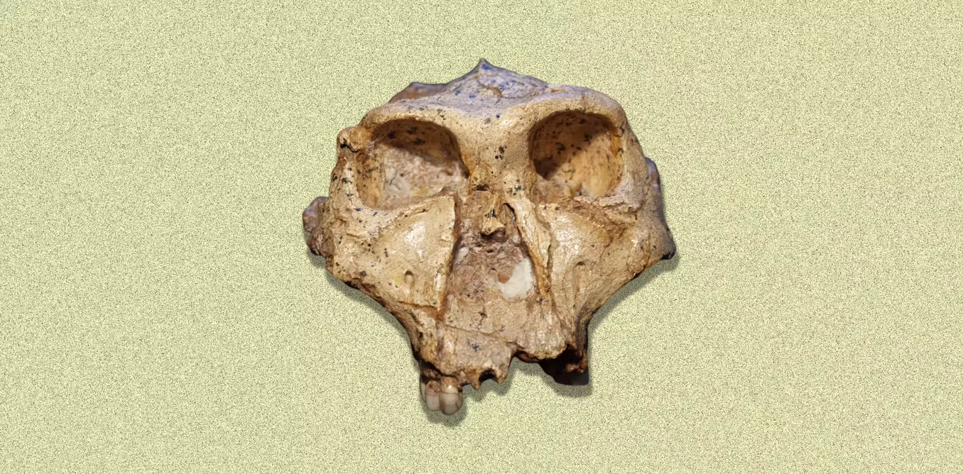 Rethinking Human Family Tree: New Fossils Challenge Old Classifications