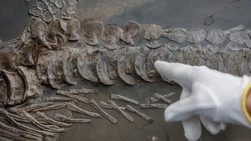Earth's Past: Could Advanced Civilizations Have Existed Before Humans?