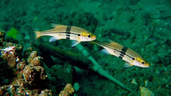2011 Tsunami Caused Fish Hybridization, But Species Limits Persisted