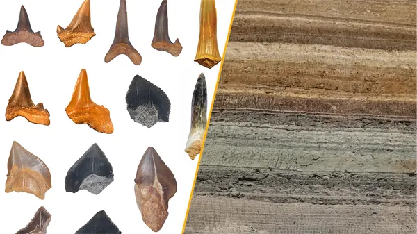 Ancient Shark Graveyard Found in Egyptian Desert