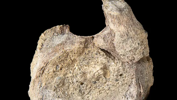 Antarctic Dinosaur Fossil Found Decades Later in Desk Drawer