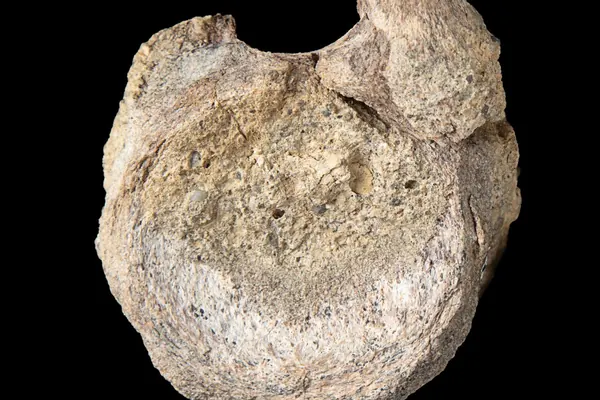 Antarctic Titanosaur Fossil Found After Decades in Drawer