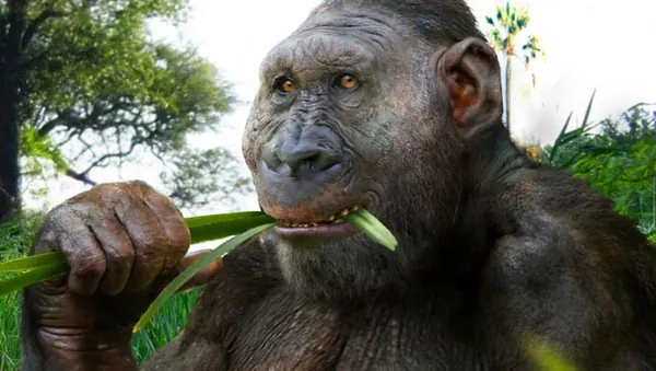 New Proposal: Fold Ancient Hominins into Genus Homo