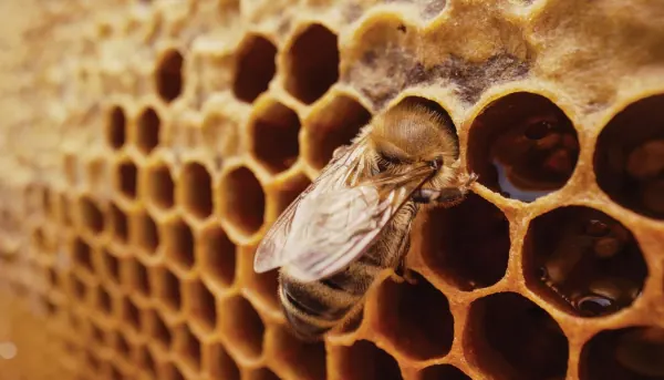Bespoke Wax Cradles Shape Queen Bee Development, Study Finds
