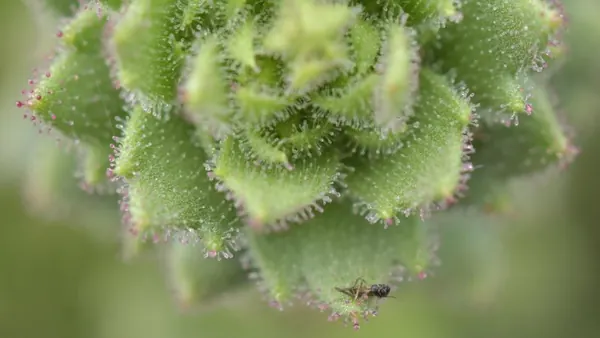 Darwin's Carnivorous Plant Prediction Confirmed by Scientists in China