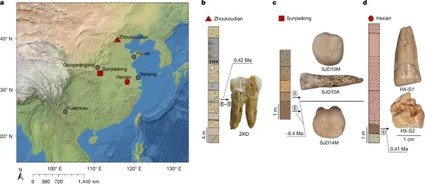 New Enamel Protein Study Links Chinese Homo Erectus Specimens