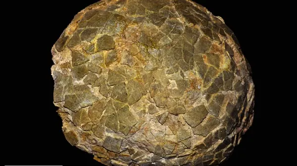Giant Dinosaur Eggs Found at High Latitudes Reveal Incubation Strategy