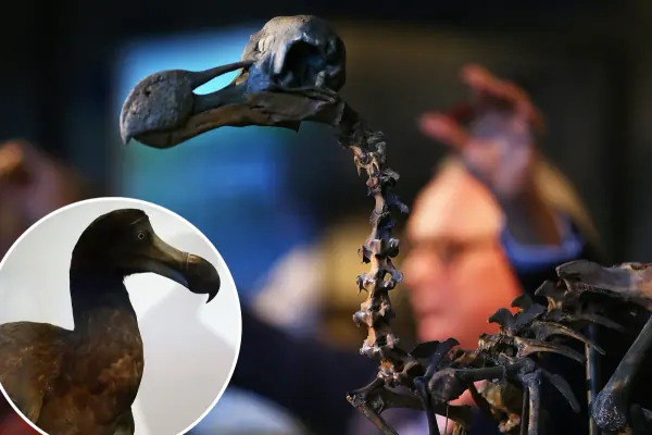 Dodo Bird Intelligence Reassessed: Study Challenges Stupidity Myth