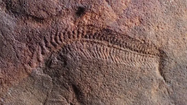 Oldest Right-Handedness Evidence Found in 550 Million-Year-Old Australian Fossils