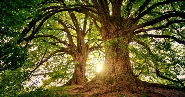 Earth's 3 Trillion Trees Outnumber Milky Way Stars