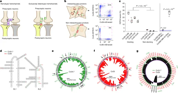 Engineered Electrical Synapse for Long-Term Brain Circuit Editing