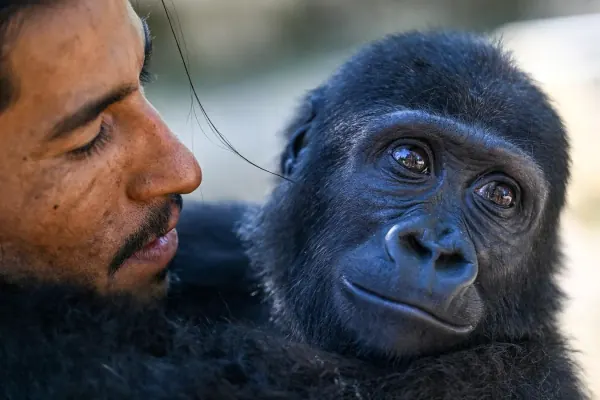 Gorilla Tickles Reveal 15 Million Year Clue to Human Speech Evolution