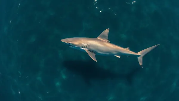 Great White Sharks Increasingly Drawn to Canadian Atlantic Waters