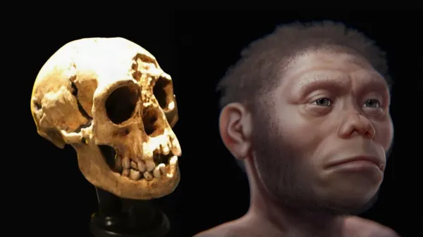 Hobbit' Pelvis Shows More Human-Like Walking, Study Finds