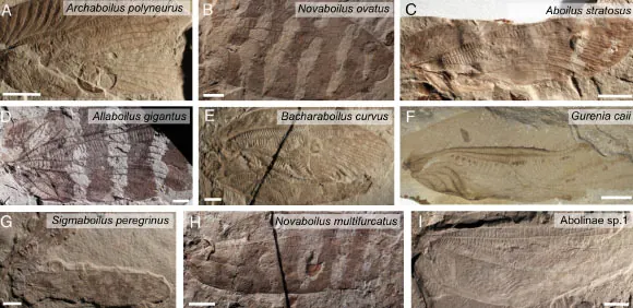 Jurassic Insect Calls Reconstructed From Fossils, Revealing Ultrasonic Frequencies