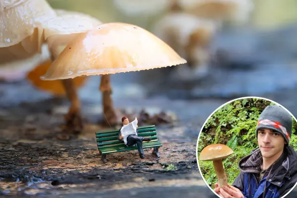 Mysterious Mushroom Causes Users to See Tiny People; Scientists Puzzled