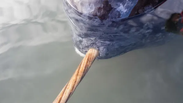 Narwhal Tusk's Double Spiral Revealed by X-Ray Study