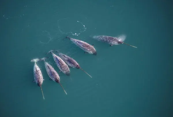 Narwhal Tusk Shape Mystery Solved by Scientists Using X-rays