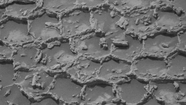 NASA Curiosity Rover Finds Puzzling Honeycomb Pattern on Mars