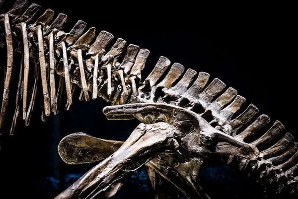 New 210-Million-Year-Old Dinosaur Unearthed in Zimbabwe