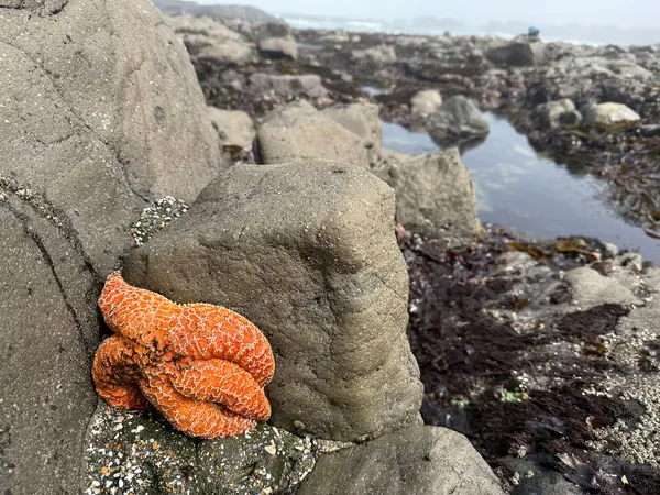 Oregon Coast Sea Stars See 'Baby Boom' After Major Die-Off
