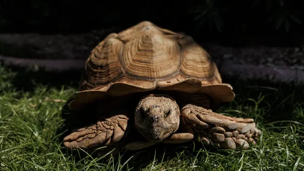 Phoenix Tortoise Escapes, Neighborhood Rallies to Find Owner