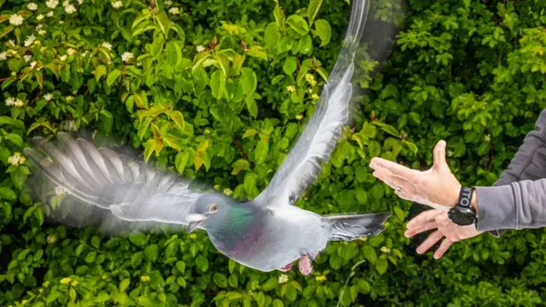 Pigeons Use Gut Immune Cells as Magnetic Compass, Study Finds