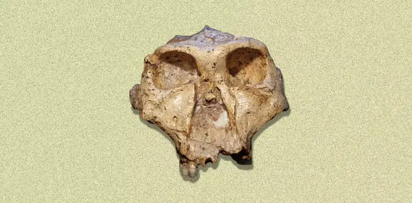 Rethinking Human Family Tree: New Fossils Challenge Old Classifications