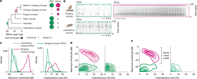 Singing Mice Show Expanded Brain Projections for Vocalization
