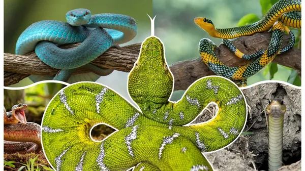 Snake Evolution: How Lizards Lost Legs Over 100 Million Years
