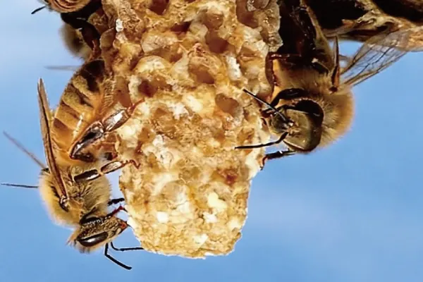 Son's Question Sparks Discovery of New 'Royal Engineer' Honeybee