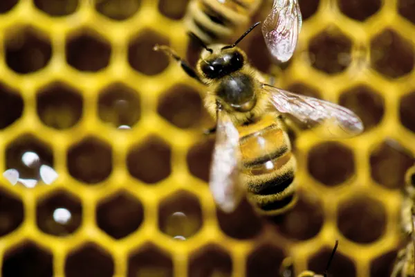 Specialized Honeybees Build Queen's Home Using Unique Wax