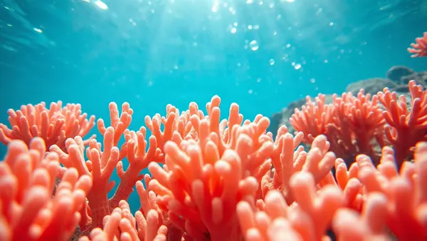 Stanford Method Reverses Coral Bleaching Rapidly